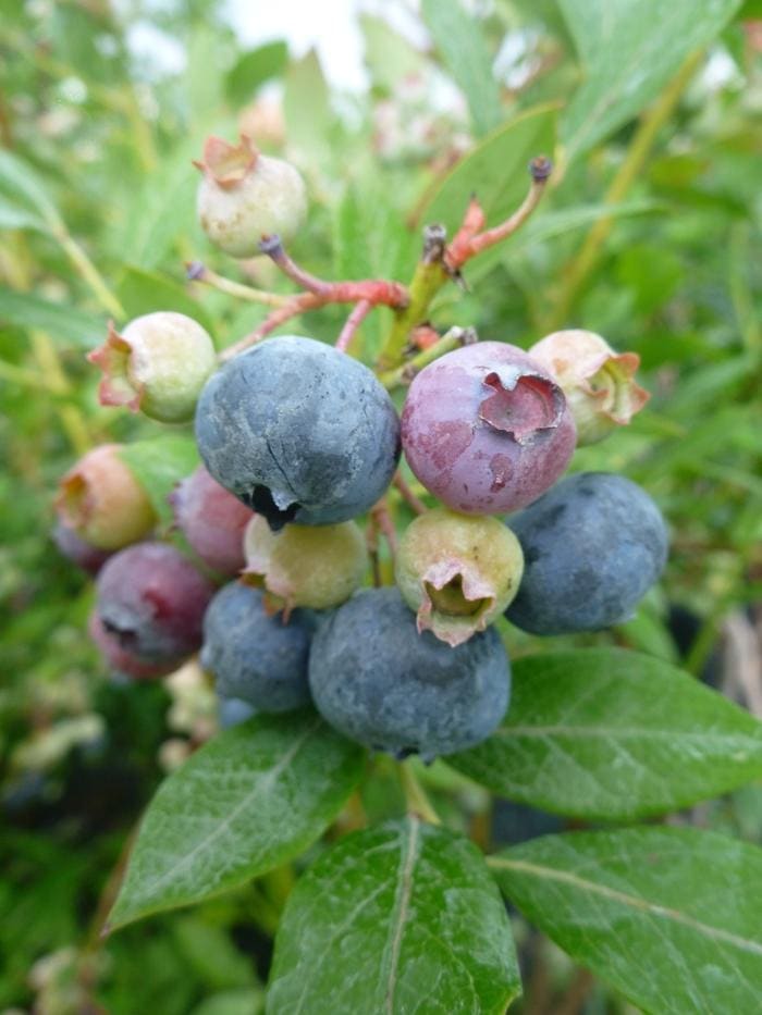 Legacy Highbush Blueberry (Vaccinium corymbosum 'Legacy') — reference photo