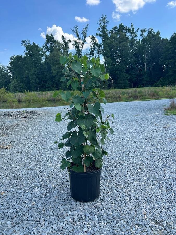 Carolina Jumbo Muscadine Grape (Vitis roundifolia 'Jumbo') — reference photo