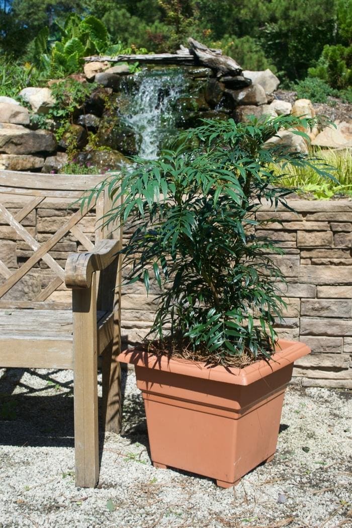 Narihira Mahonia (Mahonia confusa 'Narihira') — reference photo