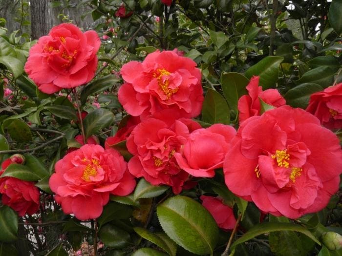 Kramer's Supreme Spring Blooming Camellia (Camellia japonica 'Kramer's supreme') — reference photo