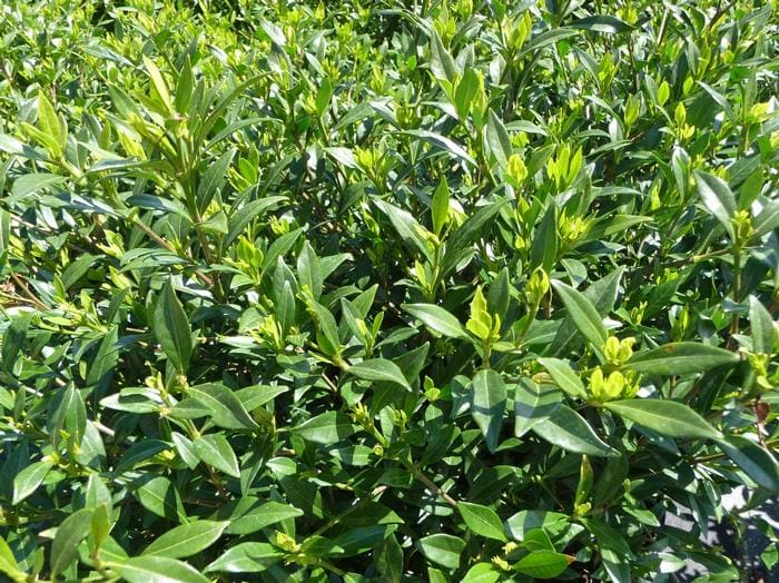 Frostproof Gardenia (Gardenia jasminoides 'Frostproof') — reference photo