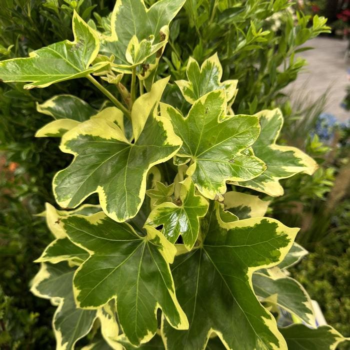 Angyo-Star Bush Ivy (× fatshedera lizei 'Angyo-Star') — reference photo