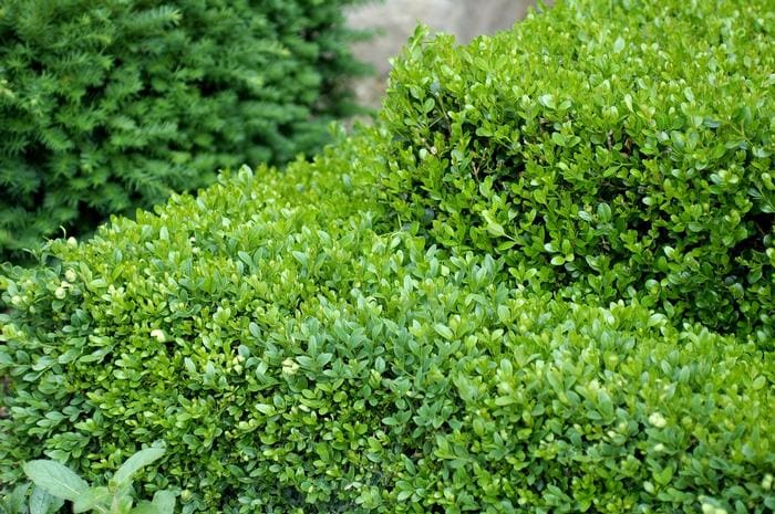 Heritage(TM) Better Boxwood (Buxus × 'HER2010B02' ppaf) — reference photo