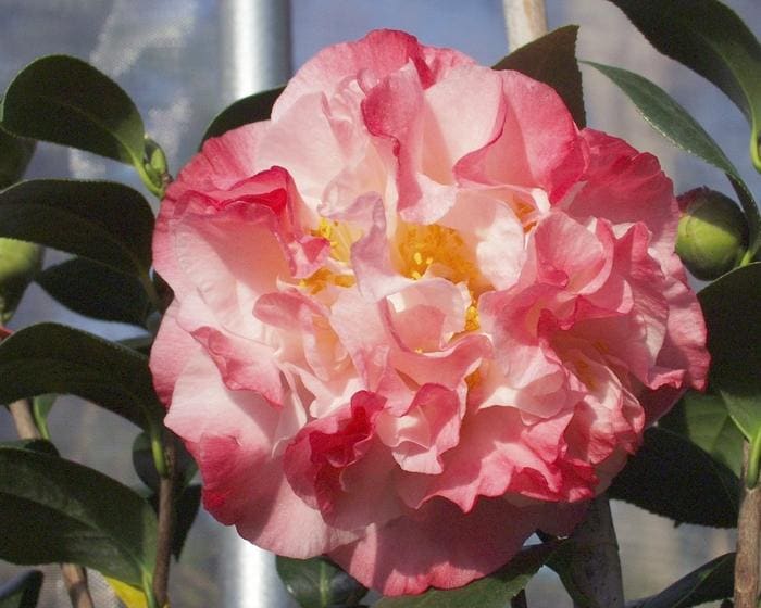 Nuccio's Jewel Spring Blooming Camellia (Camellia japonica 'Nuccio's jewel') — reference photo