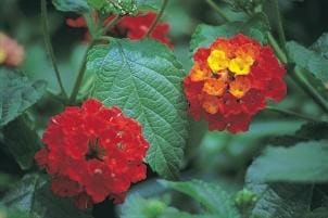 Dallas Red Lantana (Lantana camara 'Dallas red') — reference photo
