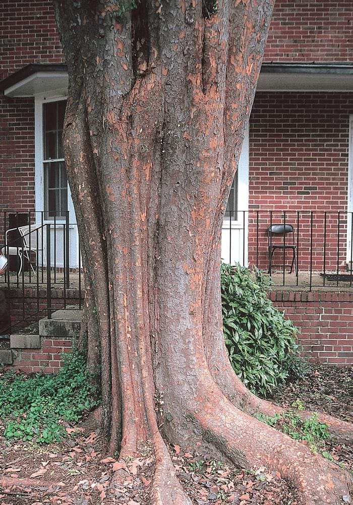 Allee(R) Elm (Ulmus parvifolia 'Emer ii') — reference photo