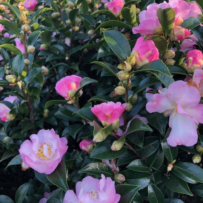 Mine-no-yuki Fall Blooming Camellia (Camellia sasanqua 'Mine-no-yuki') — reference photo