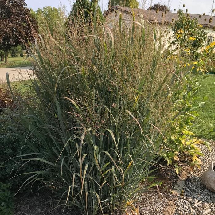 Northwind Switch Grass (Panicum virgatum 'Northwind') — reference photo