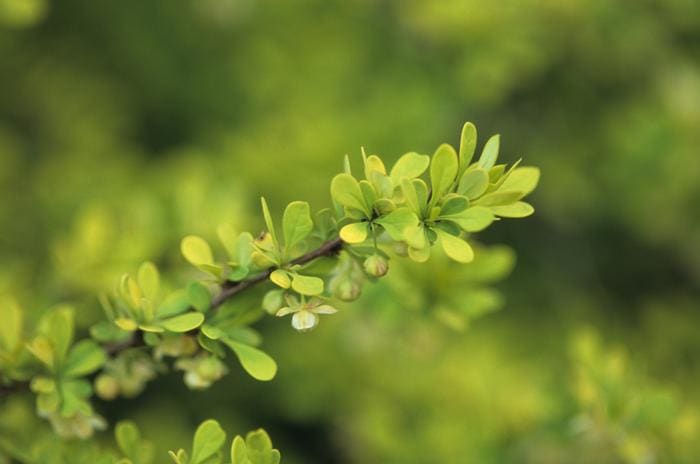 Gold Dust Japanese Aucuba (Aucuba japonica 'Variegata') — reference photo