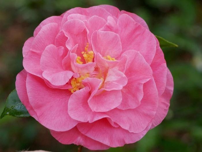 Marie Bracey Spring Blooming Camellia (Camellia japonica marie bracey) — reference photo