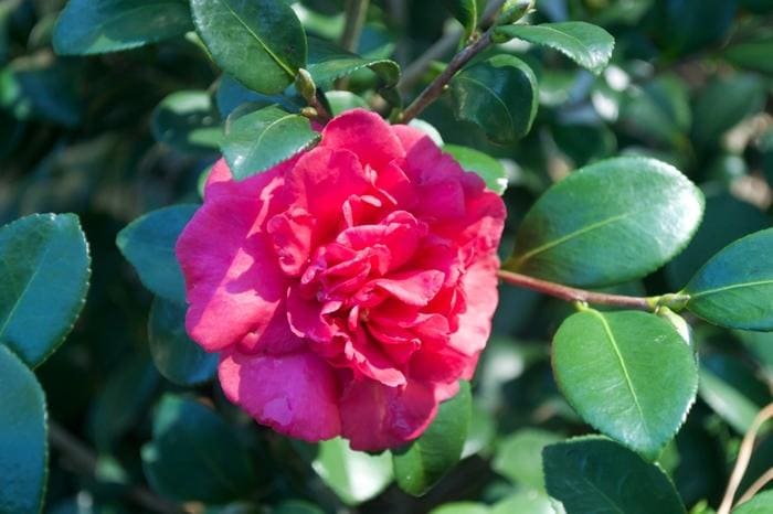 Bonanza Fall Blooming Camellia (Camellia sasanqua 'Bonanza') — reference photo