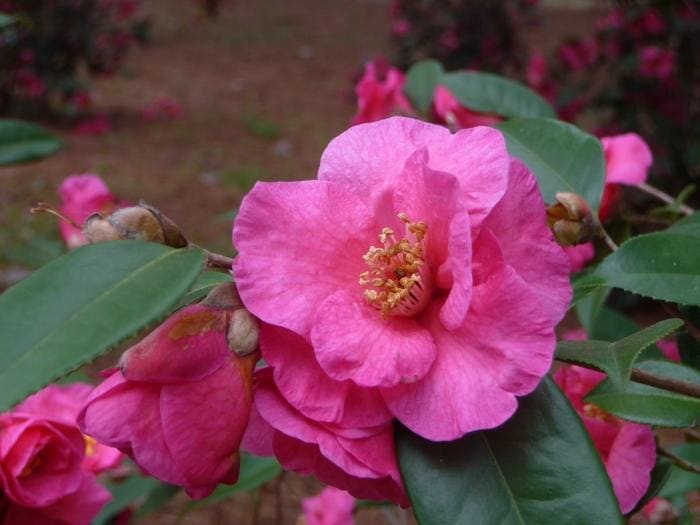 Jean May Fall Blooming Camellia (Camellia sasanqua 'Jean may') — reference photo