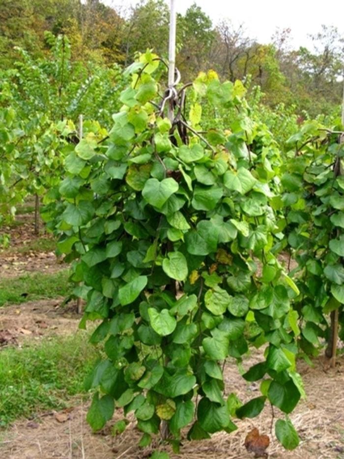 Hearts A'fire(R) Redbud (Cercis canadensis 'JN100' ppaf) — reference photo