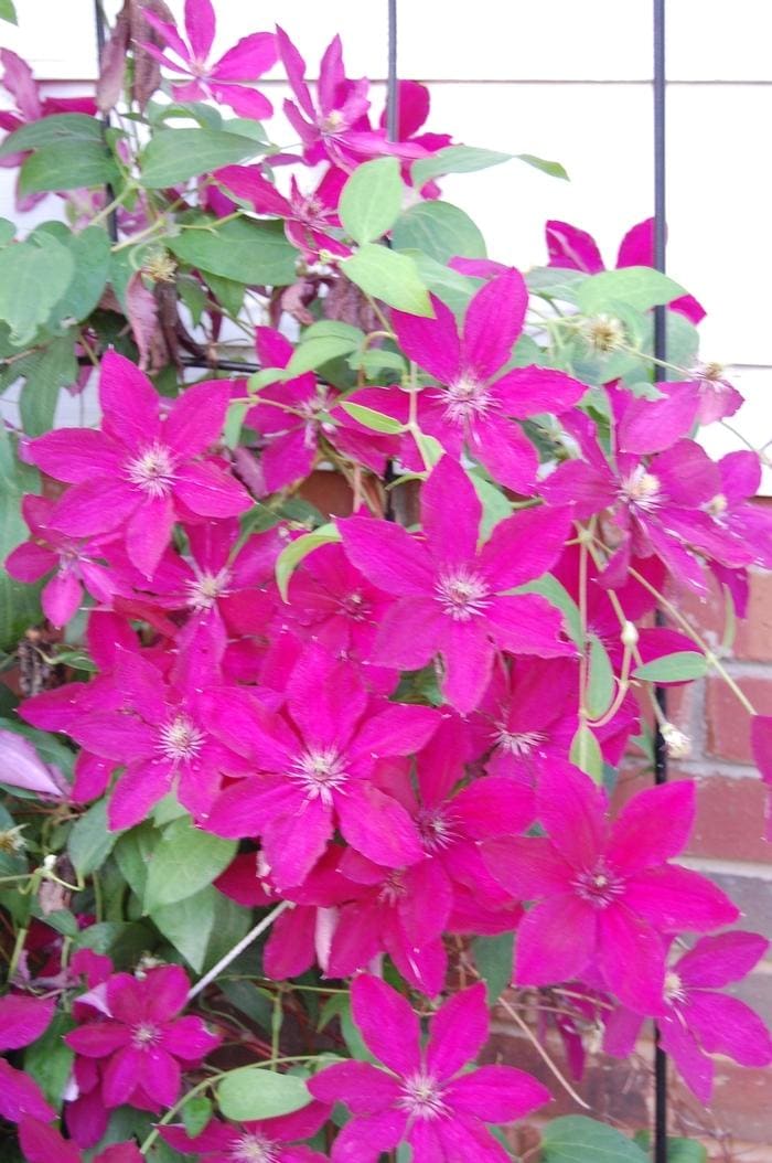 Ernest Markham Clematis (Clematis 'Ernest markham') — reference photo