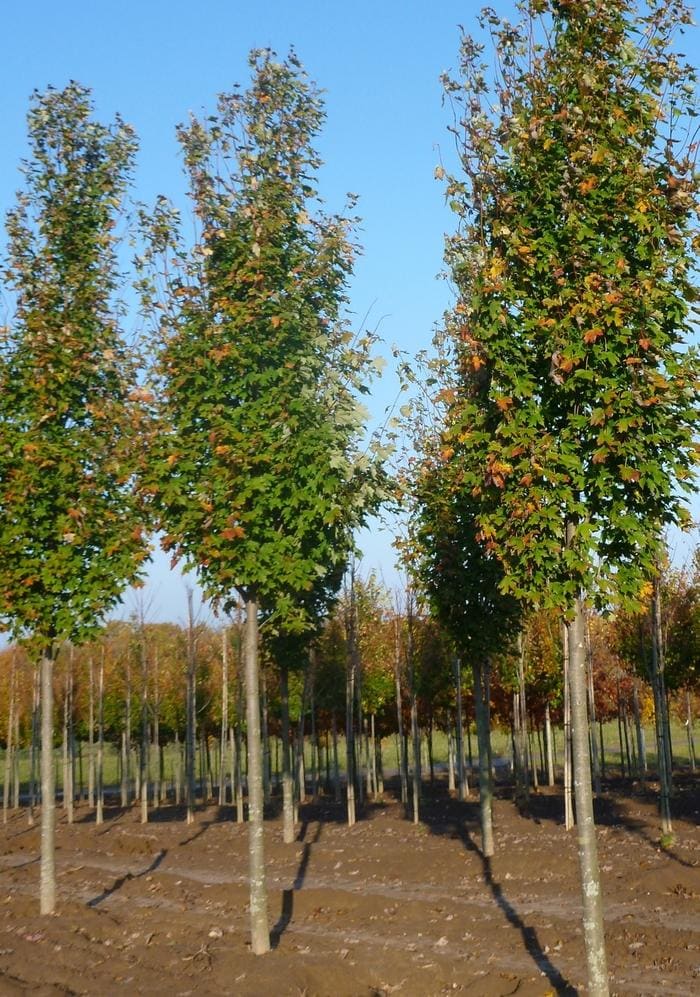 Armstrong Maple (Acer × freemanii 'Armstrong') — reference photo