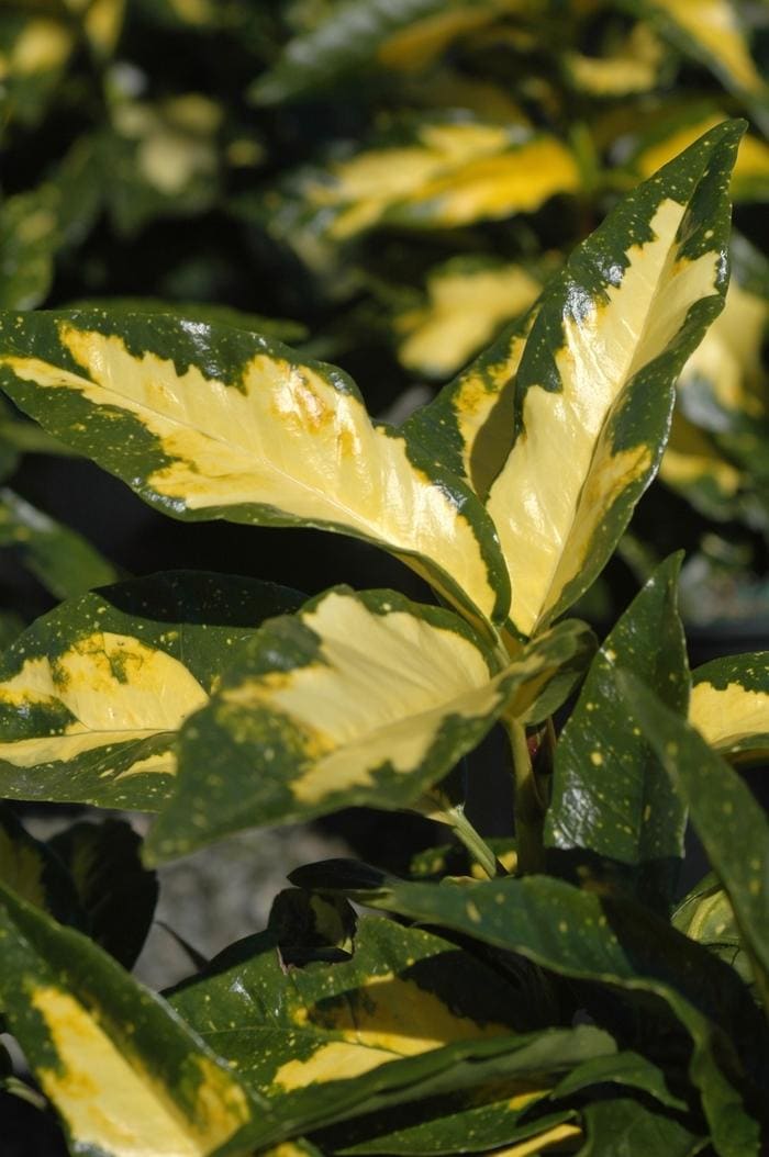 Picturata Variegated Japanese Aucuba (Aucuba japonica 'Picturata') — reference photo