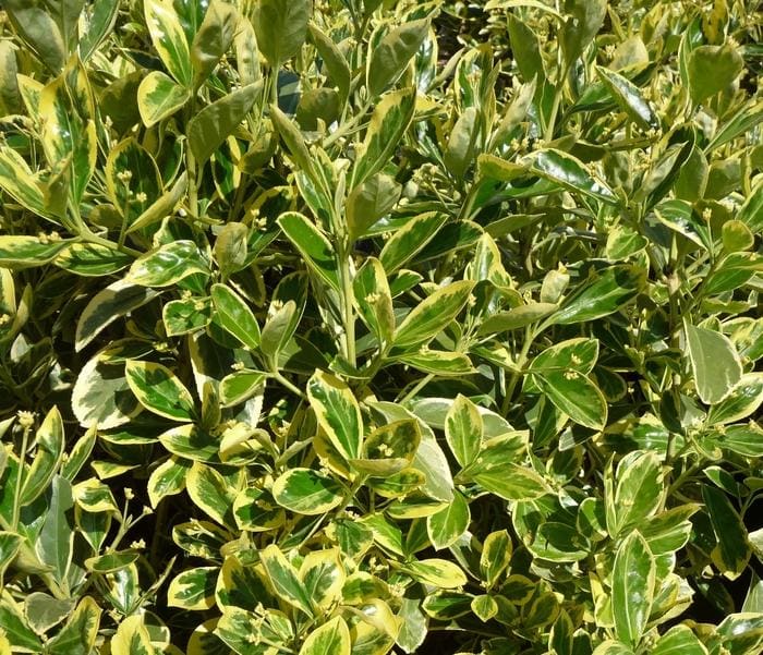 Silver King Euonymus (Euonymus japonicus 'Silver king') — reference photo