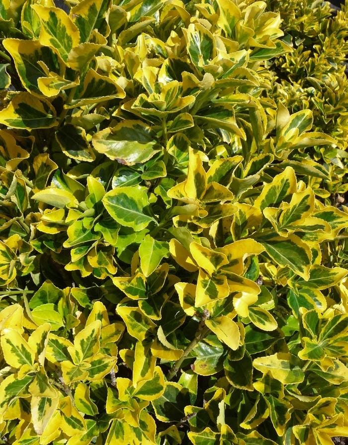 Golden Euonymus (Euonymus japonicus 'Aureomarginatus') — reference photo