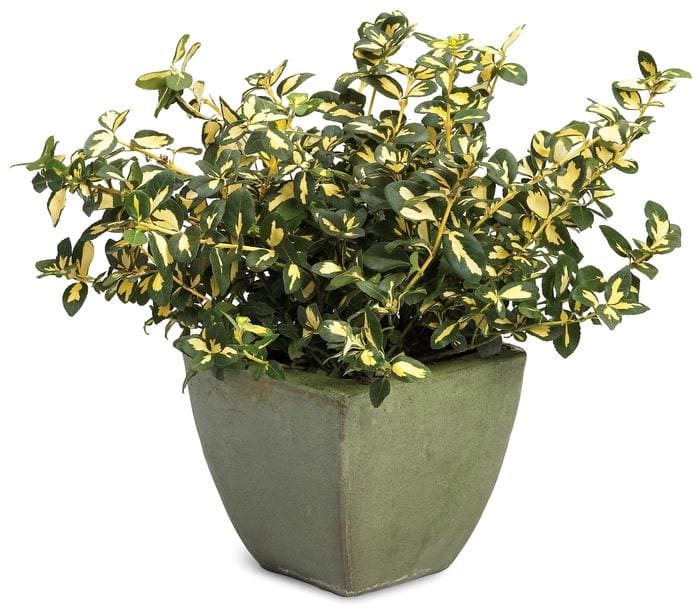Blondy(R) Wintercreeper PP#10424 (Euonymus fortunei blondy(r) pp#10424) — reference photo