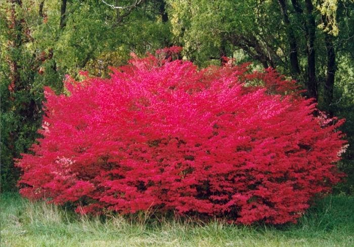 Dwarf Burning Bush (Euonymus alatus 'Compactus') — reference photo