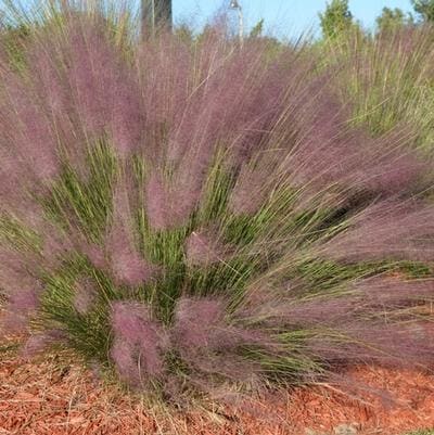 Mondo Grass (Ophiopogon japonicus) — reference photo