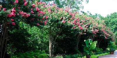 Snowcap Indian Hawthorn (Rhaphiolepis × delacourii 'Corleyscourii' pp#15,544) — reference photo