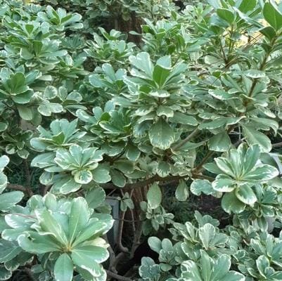 Mojo(R) Pittosporum (Pittosporum tobira 'CNI three' pp16188) — reference photo