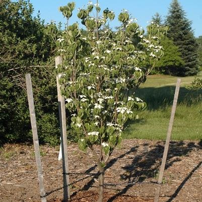 Kousa Dogwood 'Satomi' (Cornus Kousa 'Satomi') — reference photo