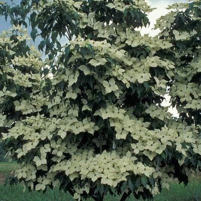 Kousa Dogwood 'Galilean™' (Cornus Kousa 'Galilean™') — reference photo