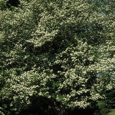 Smokebush 'Royal Purple' (Cotinus Coggygria 'Royal Purple') — reference photo