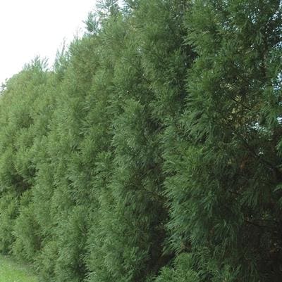 Japanese Cedar 'Gyokuryu' (Cryptomeria Japonica 'Gyokuryu') — reference photo