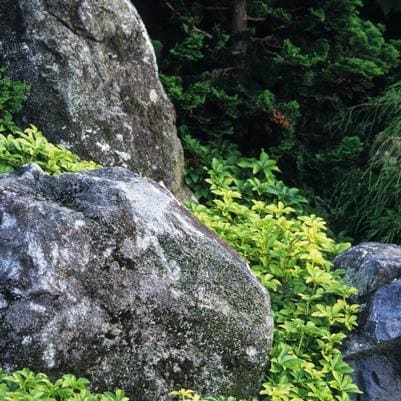 Japanese Cedar 'Radicans' (Cryptomeria Japonica 'Radicans') — reference photo