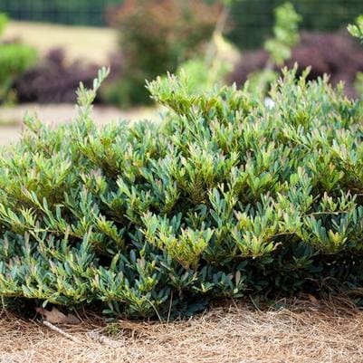 Distylium 'Blue Cascade®' (Distylium 'Blue Cascade®') — reference photo