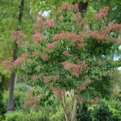 Seven-son Flower (Heptacodium Miconioides) — reference photo
