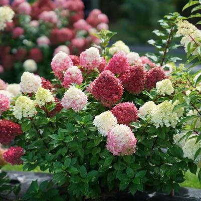 Panicle Hydrangea 'Little Hottie' (Hydrangea Paniculata 'Little Hottie') — reference photo