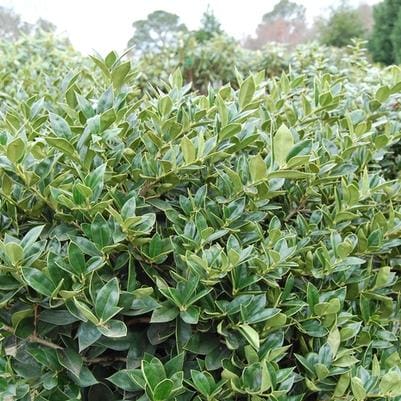 Chinese Holly 'Needlepoint' (Ilex Cornuta 'Needlepoint') — reference photo