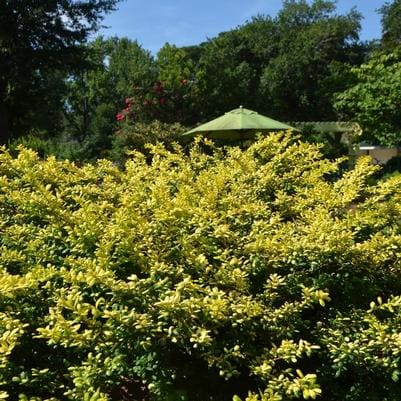 Chinese Holly 'Needlepoint' (Ilex Cornuta 'Needlepoint') — reference photo