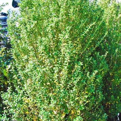 Japanese Holly 'Soft Touch' (Ilex Crenata 'Soft Touch') — reference photo