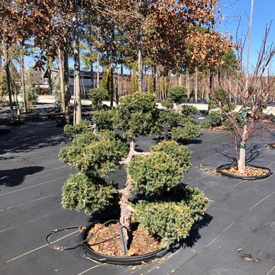 Chinese Juniper 'Mint Julep®' (Juniperus Chinensis 'Mint Julep®') — reference photo