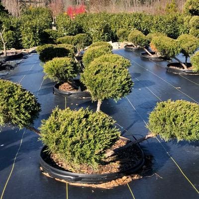Chinese Juniper 'San Jose' (Juniperus Chinensis 'San Jose'pompom;) — reference photo