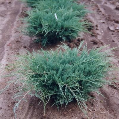 Eastern Red Cedar 'Brodie' (Juniperus Virginiana 'Brodie') — reference photo