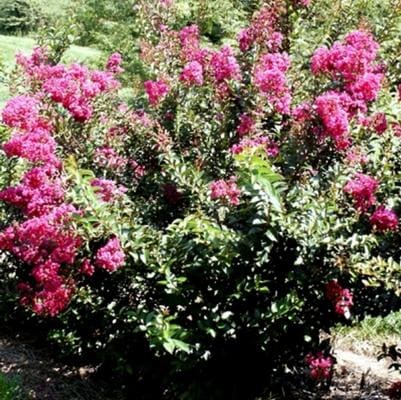 Crape Myrtle 'Double Dynamite®' (Lagerstroemia 'Double Dynamite®') — reference photo