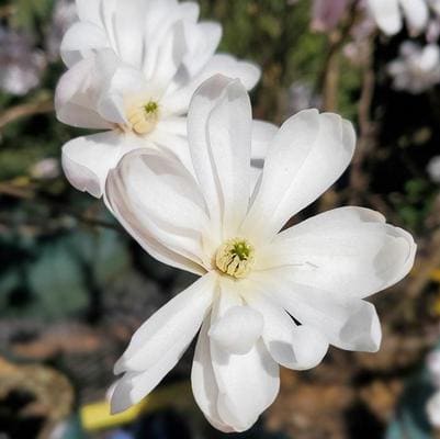 Oyama Magnolia 'Colossus' (Magnolia Sieboldii 'Colossus'"New":) — reference photo