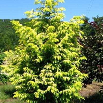 Dawn Redwood 'Amber Glow™' (Metasequoia Glyptostroboides 'Amber Glow™') — reference photo