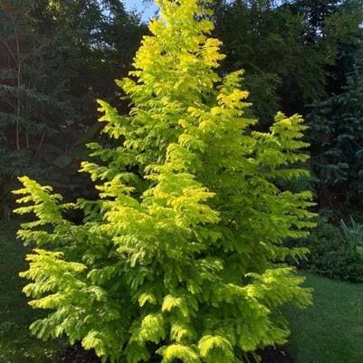 Dawn Redwood 'Soul Fire' (Metasequoia Glyptostroboides 'Soul Fire') — reference photo