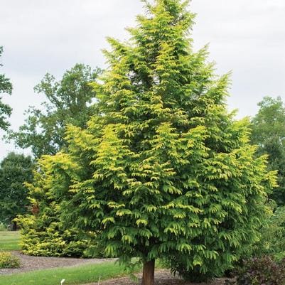 Dawn Redwood 'Ogon' (Metasequoia Glyptostroboides 'Ogon') — reference photo