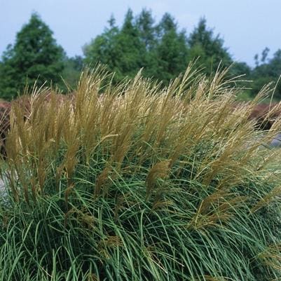 Russian Arborvitae (Microbiota Decussatastandard;) — reference photo