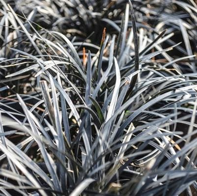 Black Gum 'Green Gable™' (Nyssa Sylvatica 'Green Gable™') — reference photo