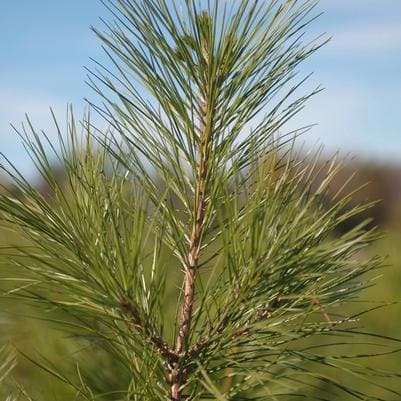 Longleaf Pine (Pinus Palustris) — reference photo