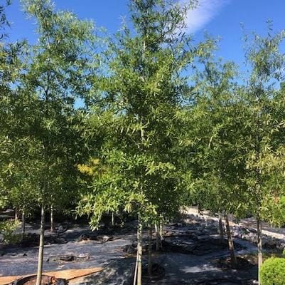 Nuttall Oak (Quercus Nuttallii) — reference photo